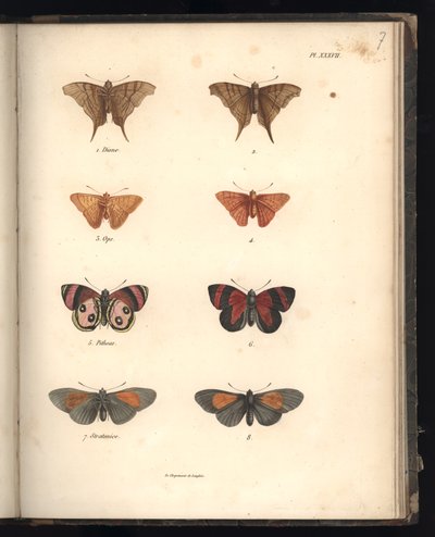 Lépidoptères, Pl. XXXVII, illustration de 