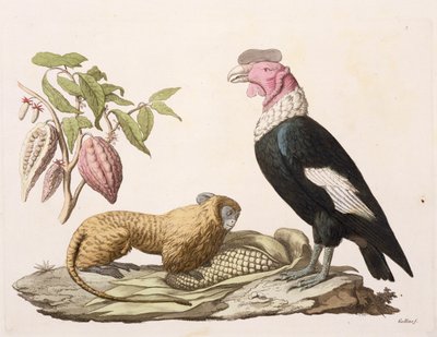 Singe lion et condor, natifs du Chili ou de l