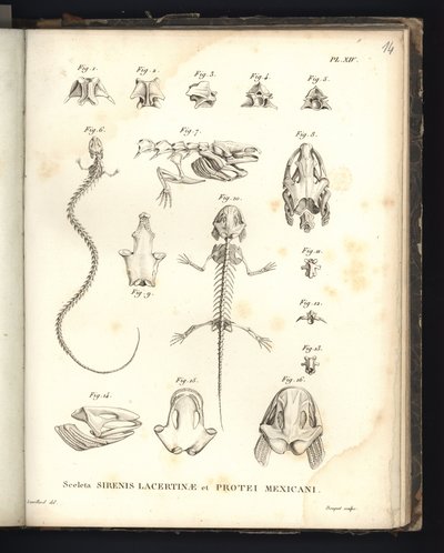 Sceleta Strenis Lacertinae et Protei Mexicani, planche XIV, Ostéologie de la sirénomélie et de l