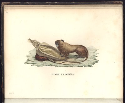 Simia leonina, Pl.V, illustration de Beobachtungen aus der Zoologie und Vergleichenden Anatomie gesammelt auf einer Reise nach den Tropen-Ländern des neuen Kontinents, in den Jahren 1799, 1800, 18 - Baron Friedrich Alexander von Humboldt