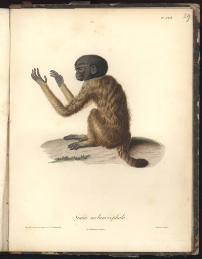 Simia melanocephala, Pl. XXIX, gravure sur acier par Louis Bouquet (1765-1814) d
