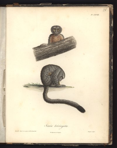 Simia trivirgata, Pl.XXVIII, gravure en acier par Louis Bouquet d