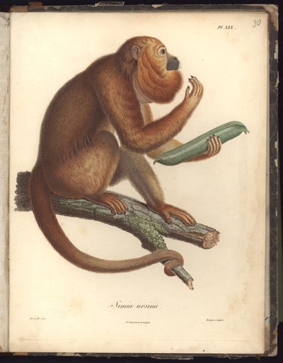 Simia ursina, Pl.XXX, illustration de Recueil d