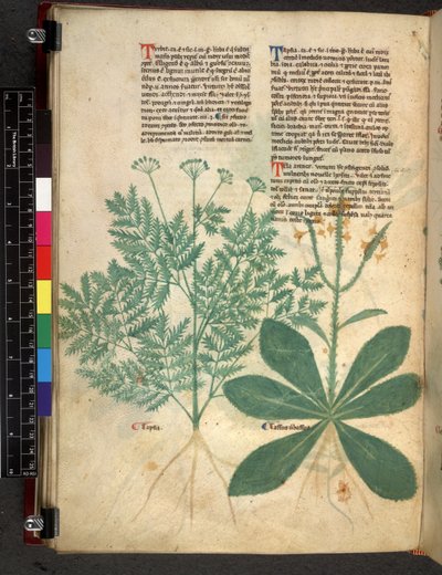 Egerton 747 f.101v Tractatus de Herbis, vers 1280-1310 - Bartholomaei Mini de Senis