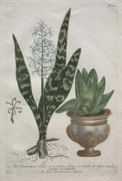 Aloès - Bartholomaus Seutter