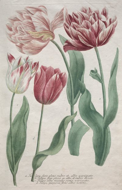 Tulipes - Bartholomaus Seutter