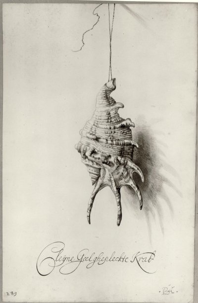Néerlandais : Etude du coquillage 