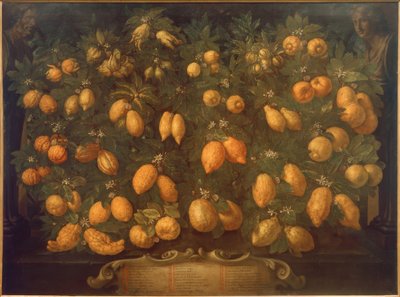 Agrumes - Bartolomeo Bimbi