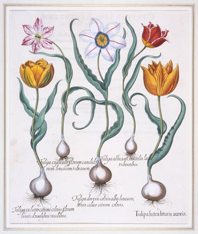 Tulipa Lutea Lituris Aureis, Tulipe jaune cassée de type sylvestris - Basil Besler