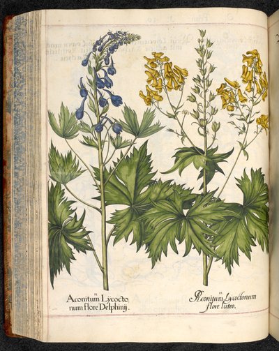 Aconitum lycoctonum (Aconit tue-loup) de Hortus Eystettensis, Basilius Besler - Basilius Besler