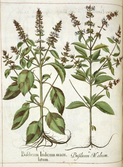 Basilic, de 