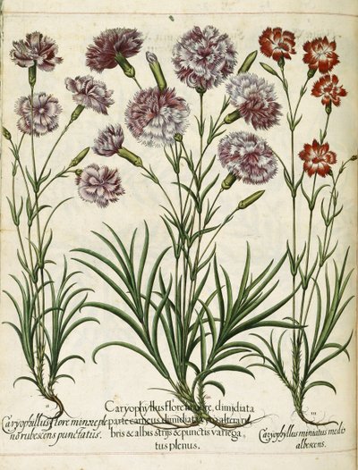Caryophyllus, de 