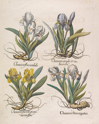 Chamaeiris flore, 1613 - Basilius Besler
