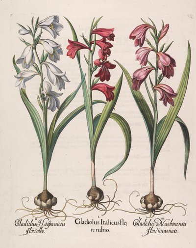 Gladiolus italicus flore rubro, 1613 - Basilius Besler