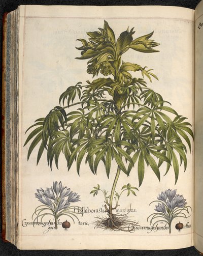Helleboraster maximus, de Hortus Eystettensis, par Basilius Besler - Basilius Besler