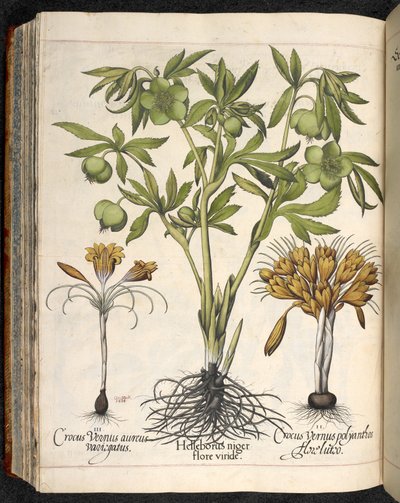 Helleborus niger, Crocus vernus, de Hortus Eystettensis, par Basilius Besler - Basilius Besler