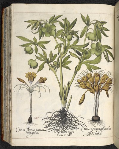 Helleborus niger, illustration de 