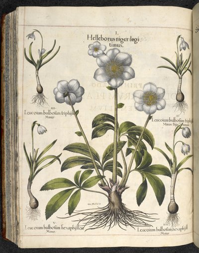 Helleborus niger, Illustration du 