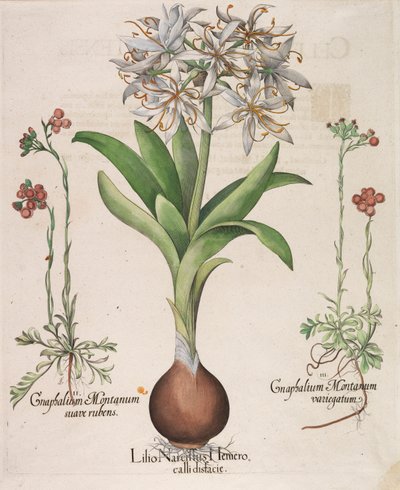 Lilio Narcissus Hemerocalli, 1613 - Basilius Besler