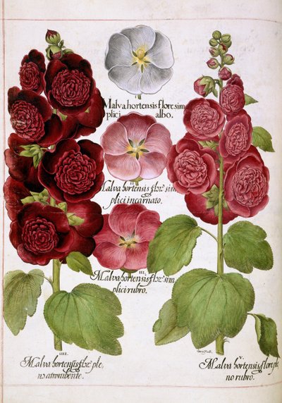 Malva Hortensis, de 