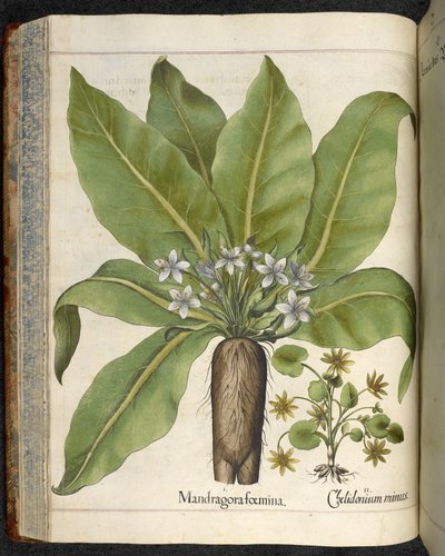 Mandragore femelle, illustration de 