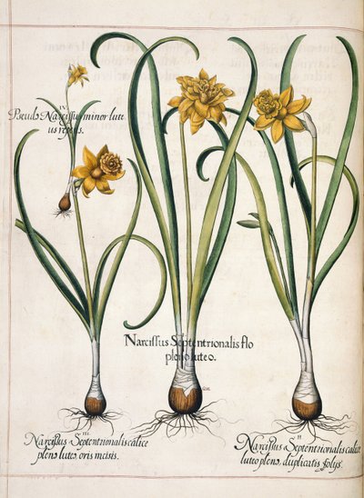 Narcisse, de 