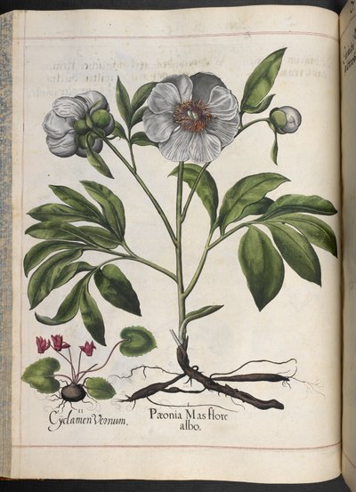 Cyclamen Vernum, Paonia Mas flore albo, de Hortus Eystettensis, par Basilius Besler - Basilius Besler