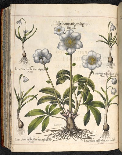 Helleborus niger, Hortus Eystettensis - Basilius Besler