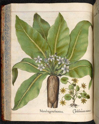 Planche 29 : Mandragora foemina (Mandragore), de Hortus Eystettensis, par Basilius Besler - Basilius Besler