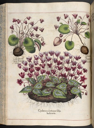 Cyclamen, Hortus Eystettensis, Basilius Besler, 1613 - Basilius Besler