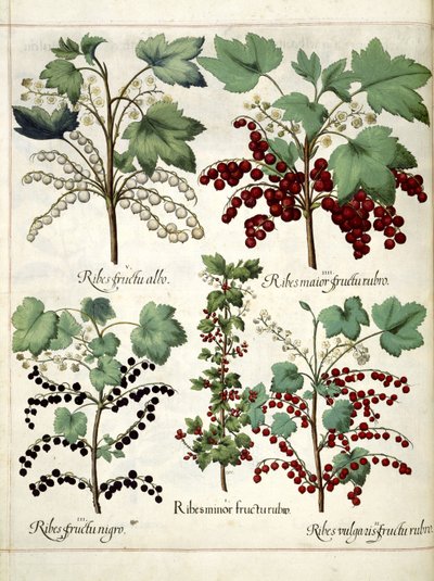 Plantes de groseilles rouges et noires, de 