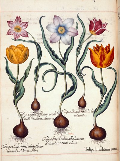 Tulipes, de 