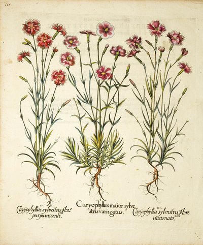 Variétés de Caryophyllus Sylvestris publiées dans Hortus Eystettensis, 1613 - Basilius Besler