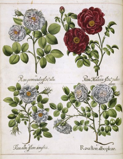 Rose blanche et rouge, de 