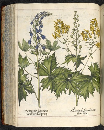 Aconit, illustration de 