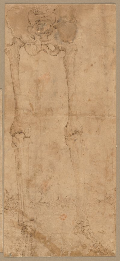 Moitié inférieure du squelette de face, début des années 1540 - Battista Franco