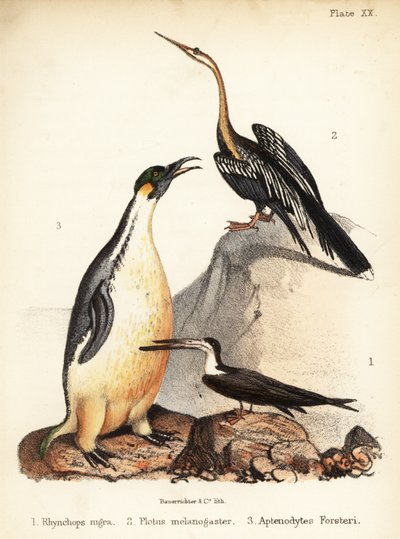 Bec-en-ciseaux noir, anhinga d