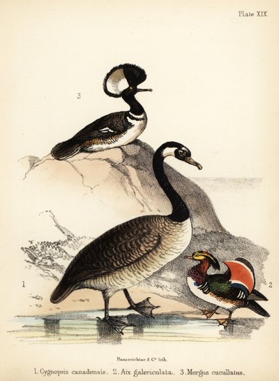 Bernache du Canada, canard mandarin et harle huppé. 1855 (lithographie) - Bauerrichter