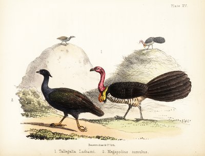Gweela et talégalle à pieds orange - Bauerrichter