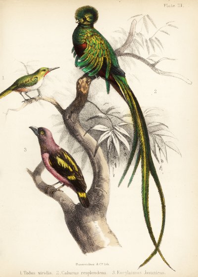 Todier de Jamaïque, quetzal resplendissant et eurylaime à bandes - Bauerrichter