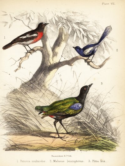 Rouge-gorge du Pacifique, mérion leucoptère et pitta arc-en-ciel. 1855 (lithographie) - Bauerrichter