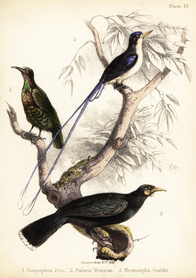 Martin-pêcheur du paradis, oiseau de Victoria et huia éteint - Bauerrichter