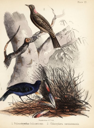 Satin et oiseaux jardiniers à poitrine fauve. 1855 (lithographie) - Bauerrichter