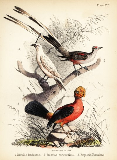 Tyran à longue queue, cloche blanche et coq-de-roche des Andes. 1855 (lithographie) - Bauerrichter