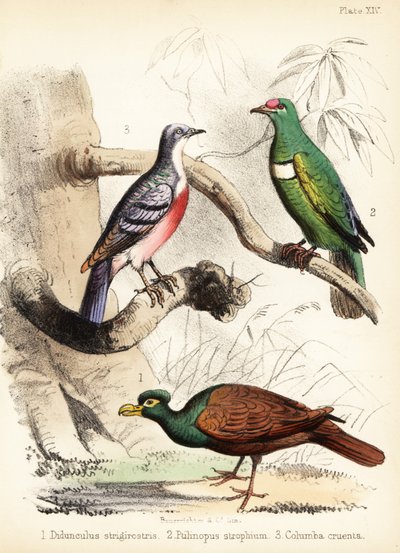 Pigeon à dents, colombe à collier blanc et pigeon saignant de Luzon - Bauerrichter