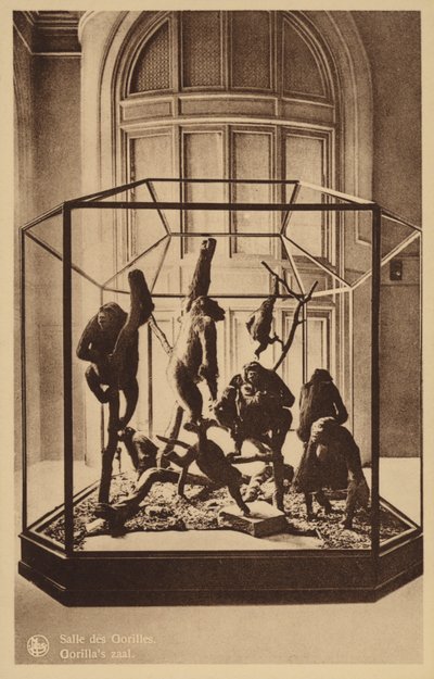 Salle des Gorilles - Belgian Photographer