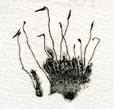 Mousse en bourgeon, 2014 - Bella Larsson