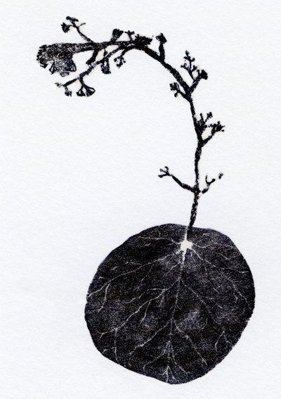 Feuille de lichen, 2014 - Bella Larsson