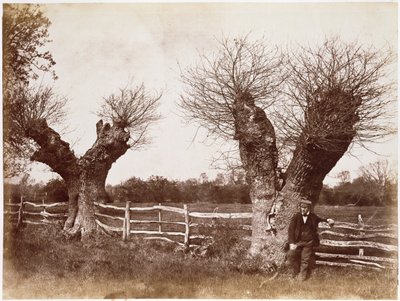 Un arbre de haie, 1852 - Benjamin Brecknell Turner