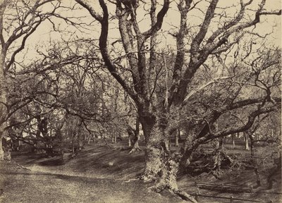Pepperharrow Park, Surrey - Benjamin Brecknell Turner